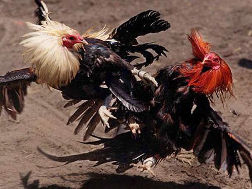 PWK4D: Seni Taruhan Sabung Ayam Digital dengan Peluang Menang Lebih Besar