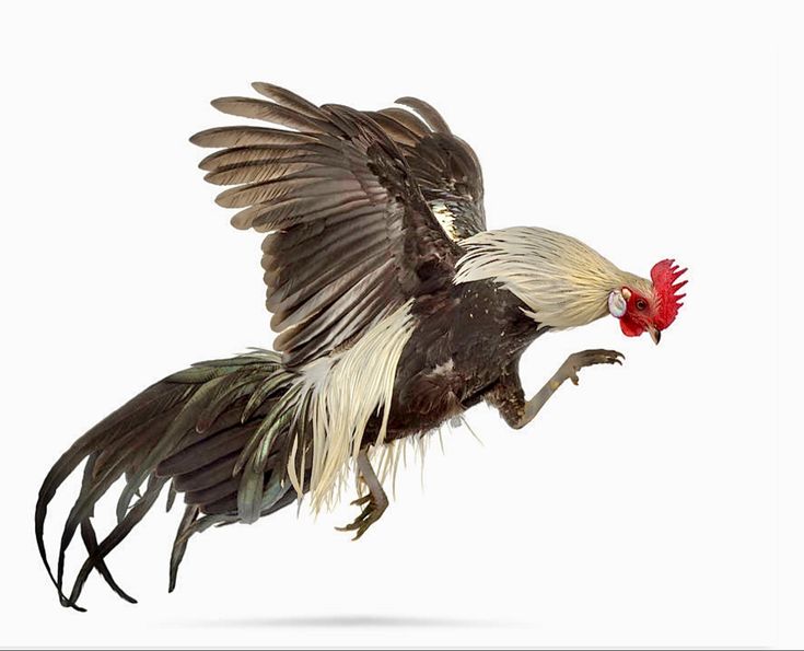 Triadtoto Sabung Ayam Digital: Aksi Arena Modern dengan Hadiah Fantastis