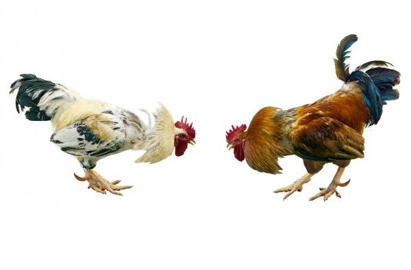 Emas69 Sabung Ayam Online Resmi dengan Laga Bergengsi dan Keuntungan Melimpah