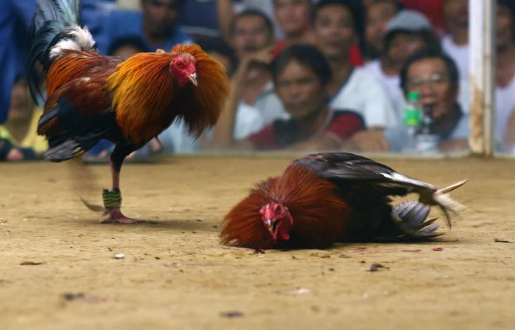 Triadmacau Arena Sabung Ayam Virtual: Laga Spektakuler, Teknologi Canggih, dan Taruhan Real-Time